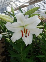 [4252 Asterian Mak2L No02.JPG]